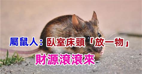 屬鼠床位